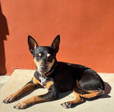 A Paws-itive Guide to Wall Hardware: Barked & Approved